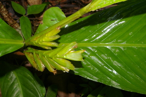 Hylaeanthe unilateralis voucher:nz-8980